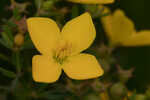 Yellow meadowbeauty